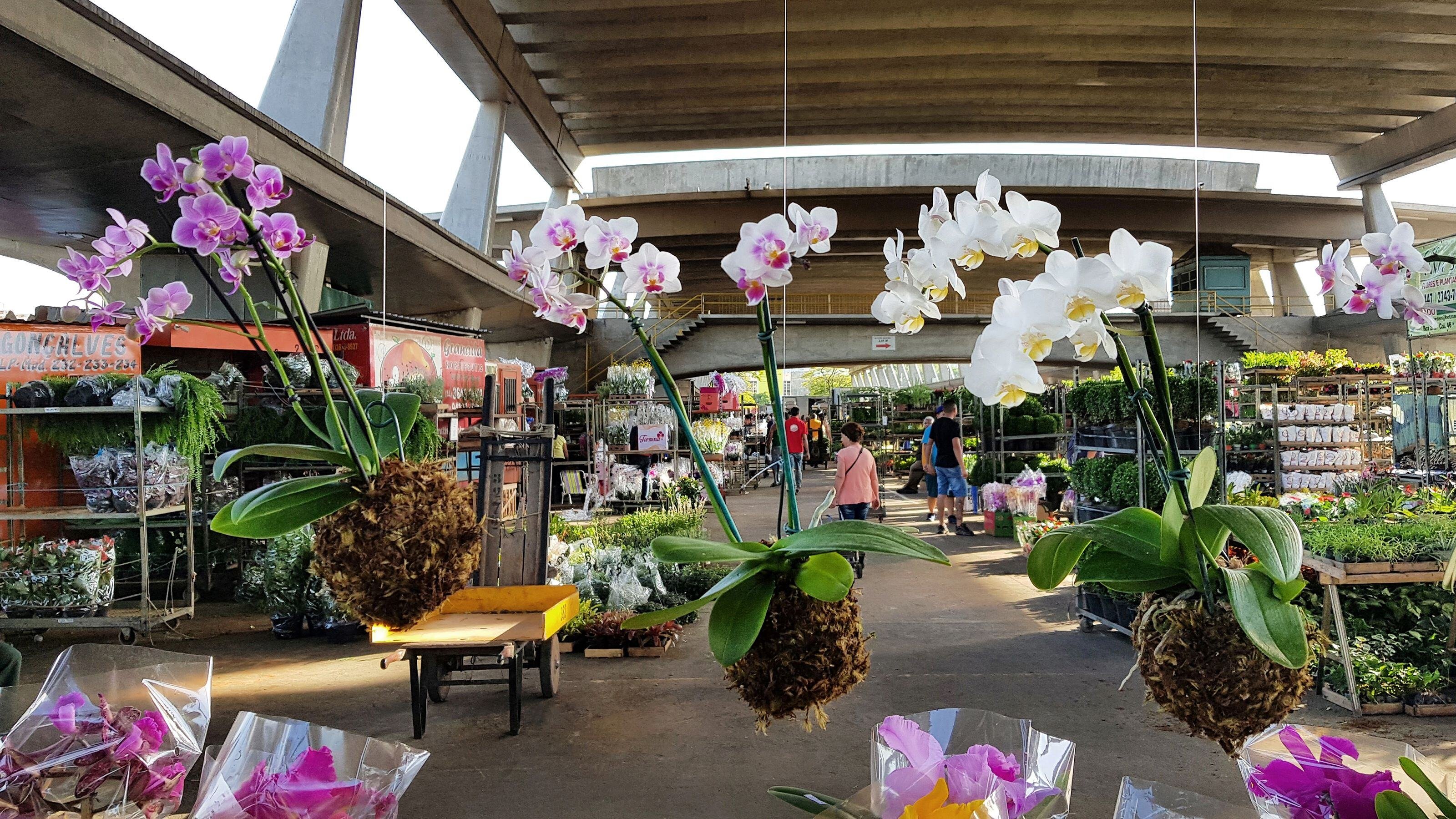 ceagesp_etsp_feira_flores_03