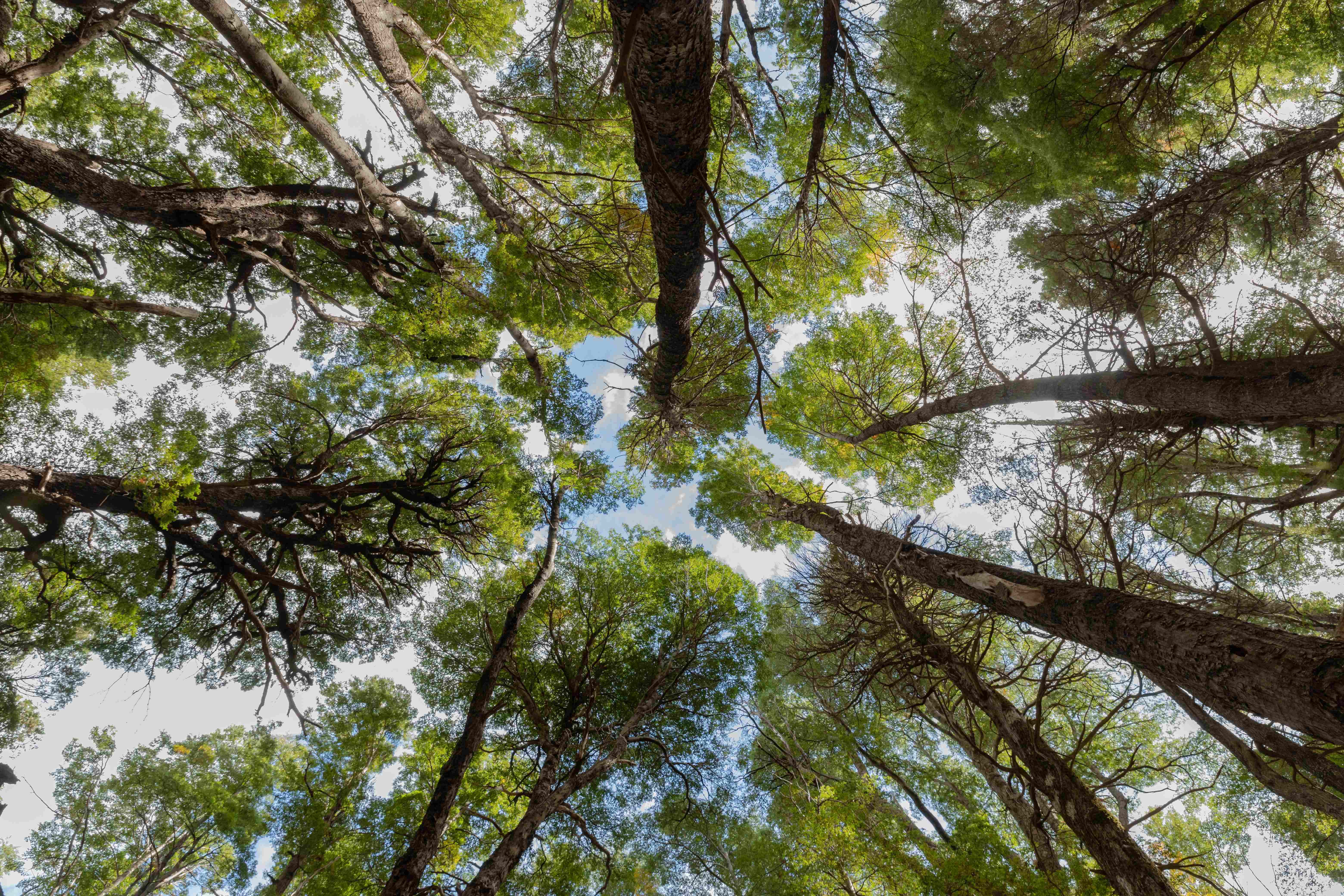 Mercado regulado de carbono é sancionado no Brasil