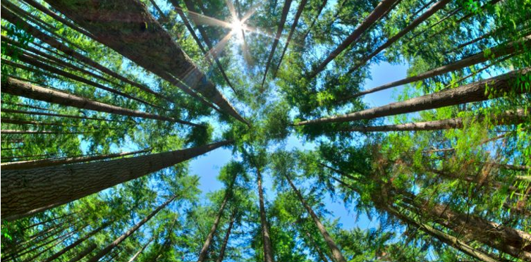Neutralização de carbono para o crescimento sustentável das empresas